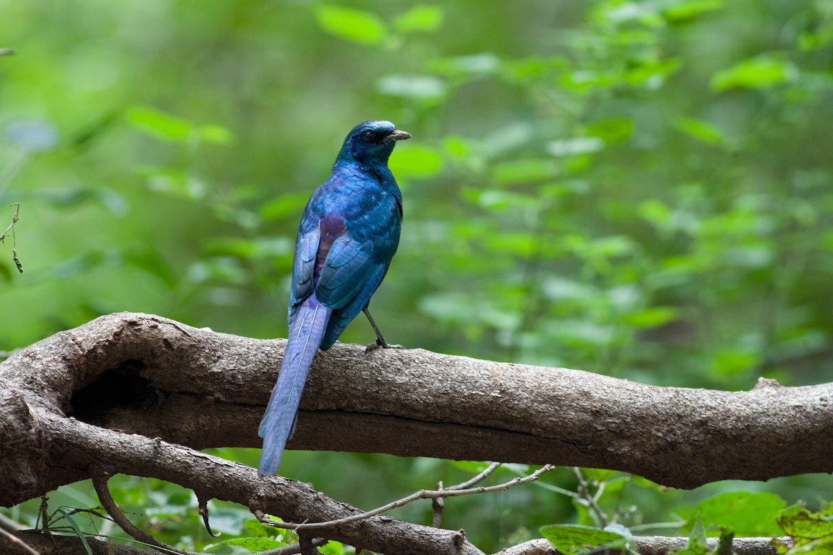 Meves's Starling - ML622481767