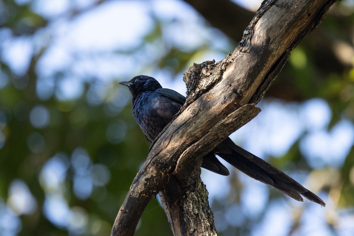 Meves's Starling - ML622481802