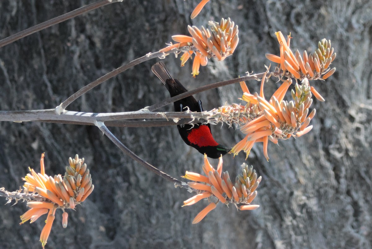 Scarlet-chested Sunbird - ML622481828