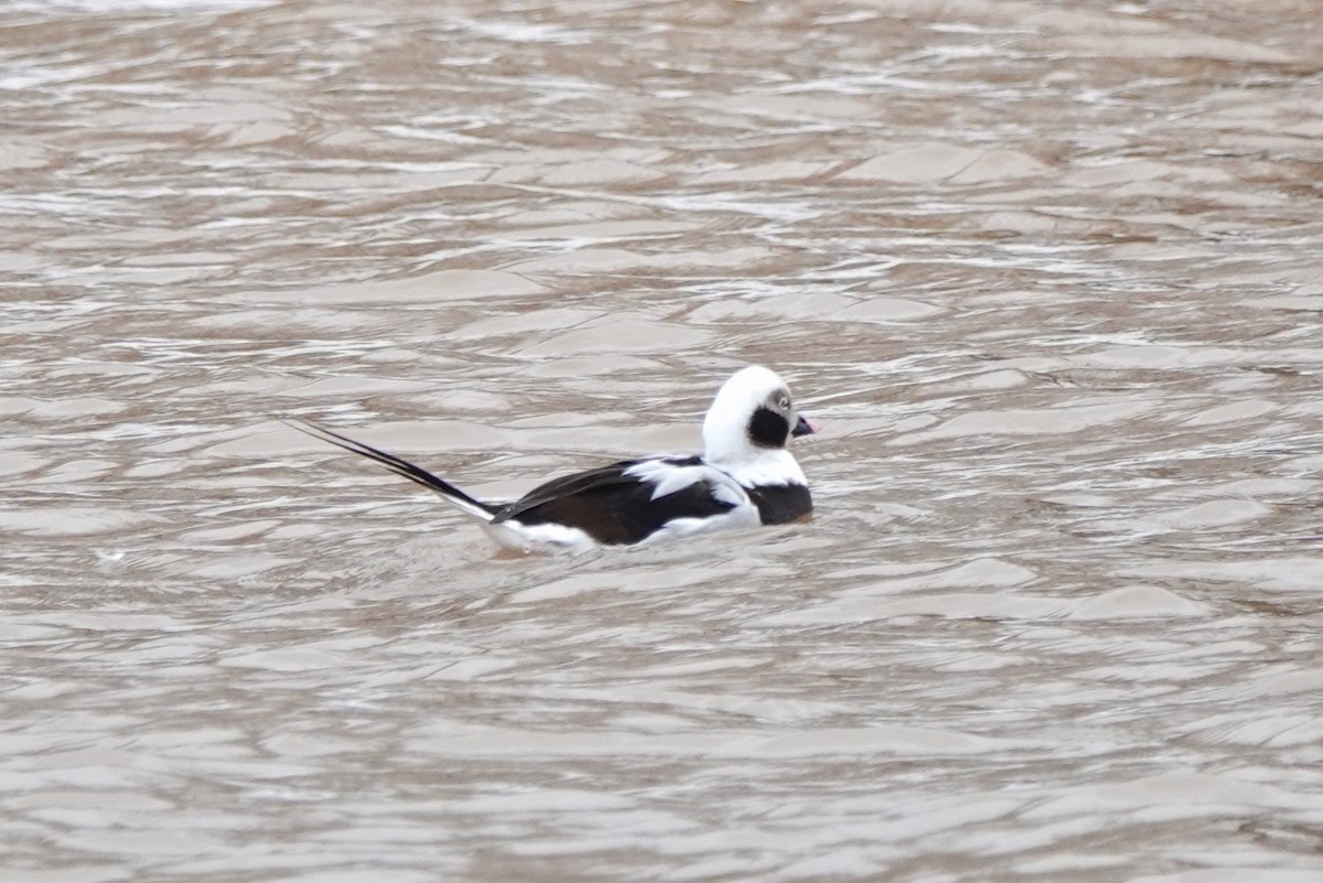 Long-tailed Duck - ML622481844