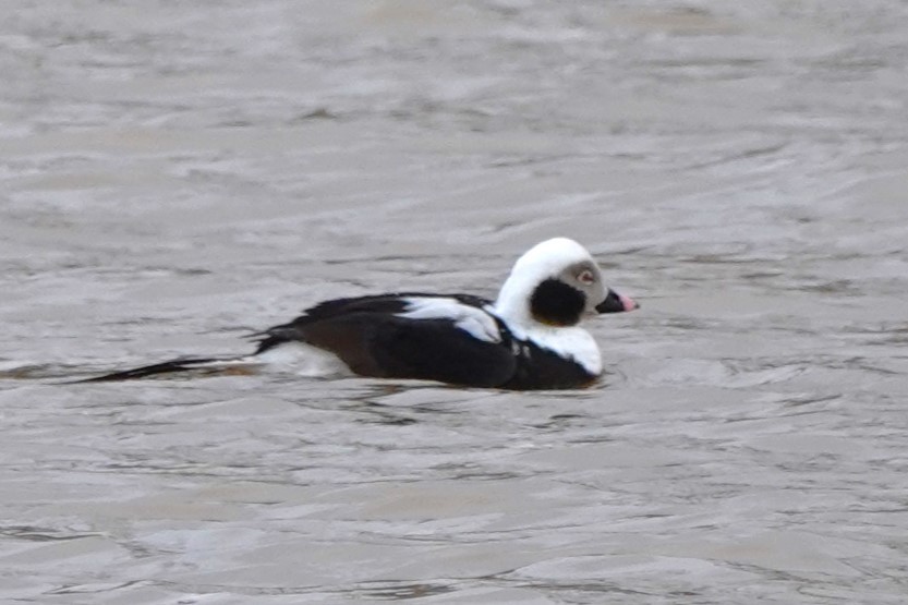 Long-tailed Duck - ML622481860