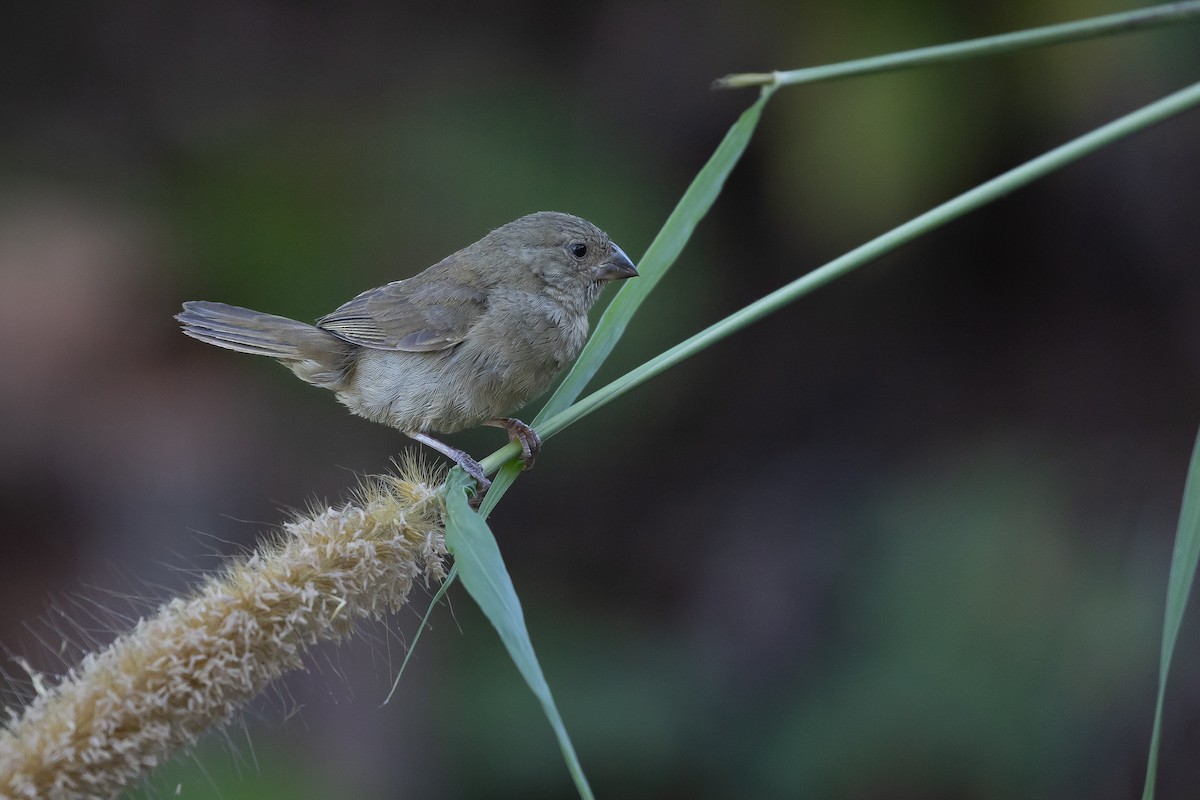 Dull-colored Grassquit - ML622481862