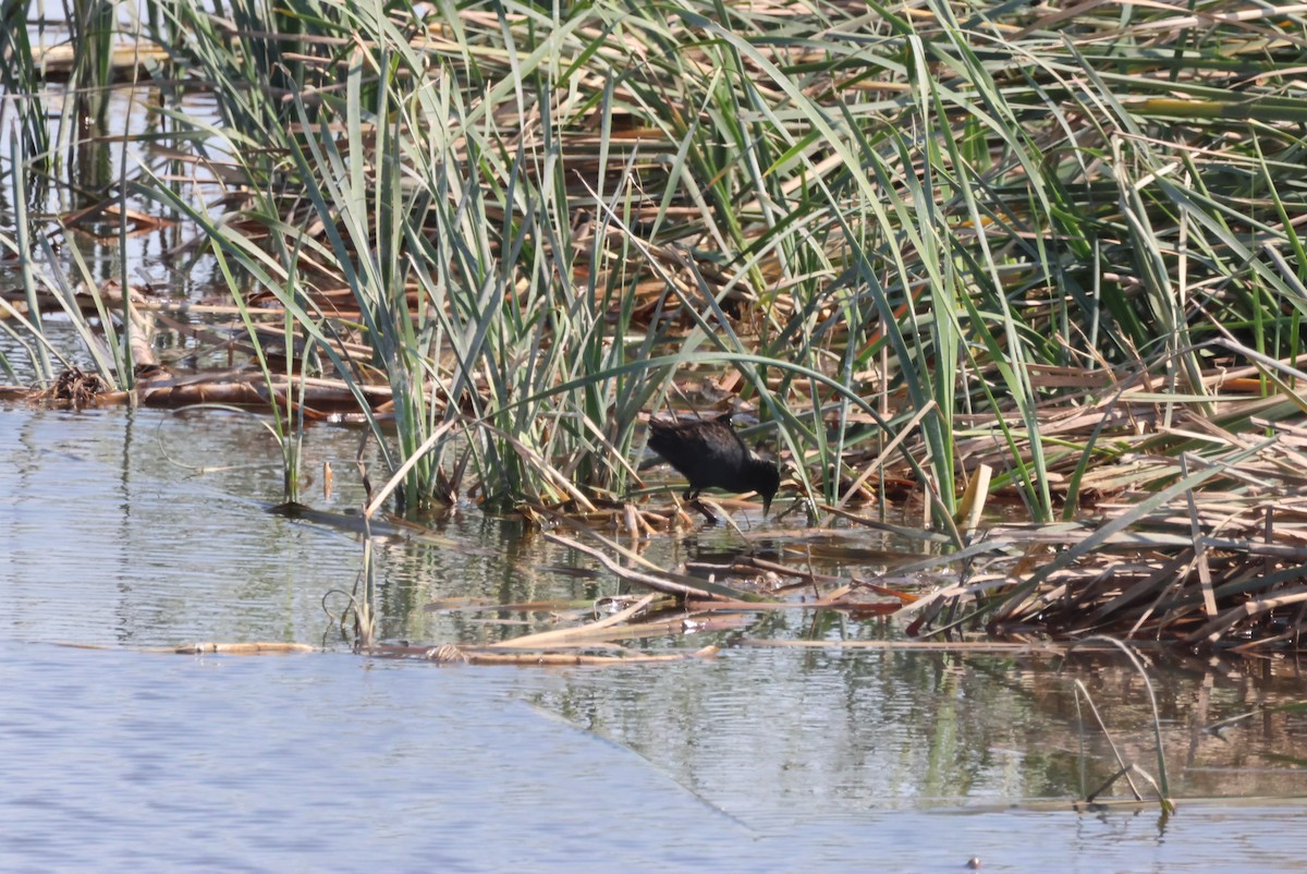 Black Crake - Pete Fenner