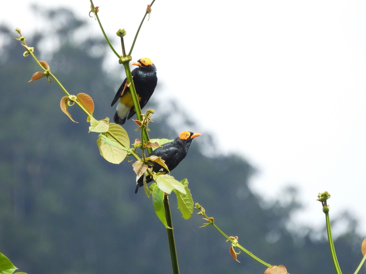 Yellow-faced Myna - ML622481888