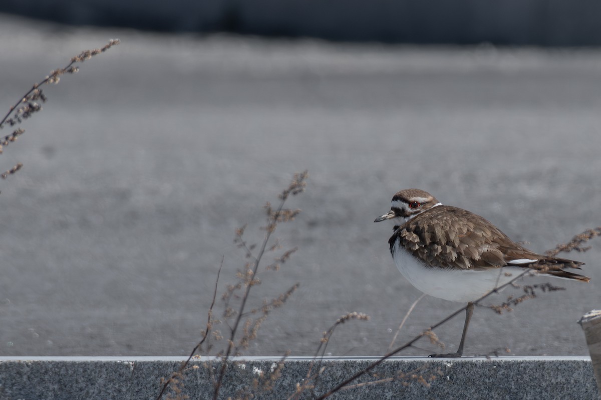 Killdeer - ML622481925