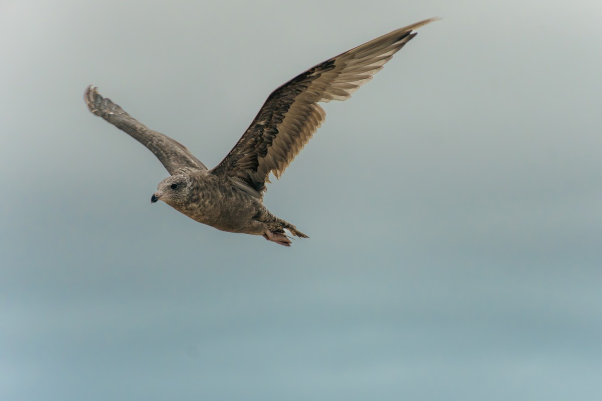 American Herring Gull - ML622481964