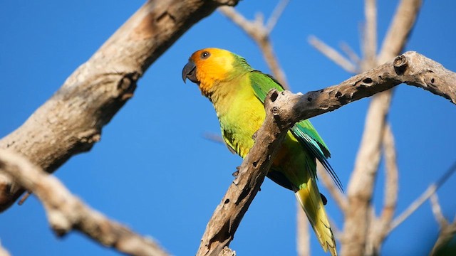 チャノドインコ - ML622482135