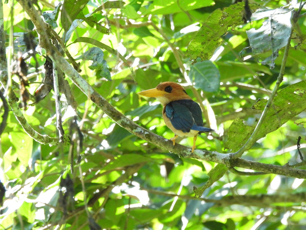 Yellow-billed Kingfisher - Mark Smiles