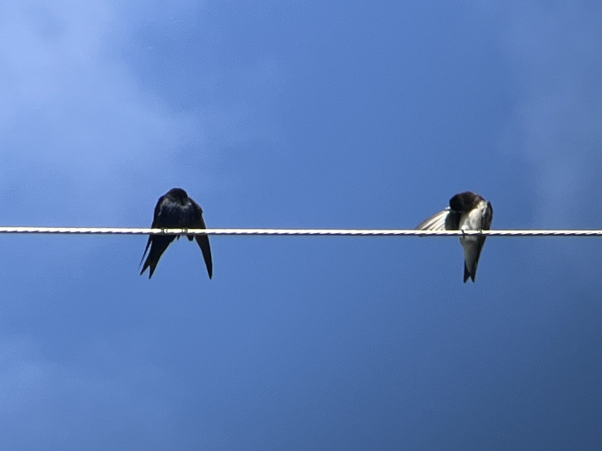 Purple Martin - ML622482275