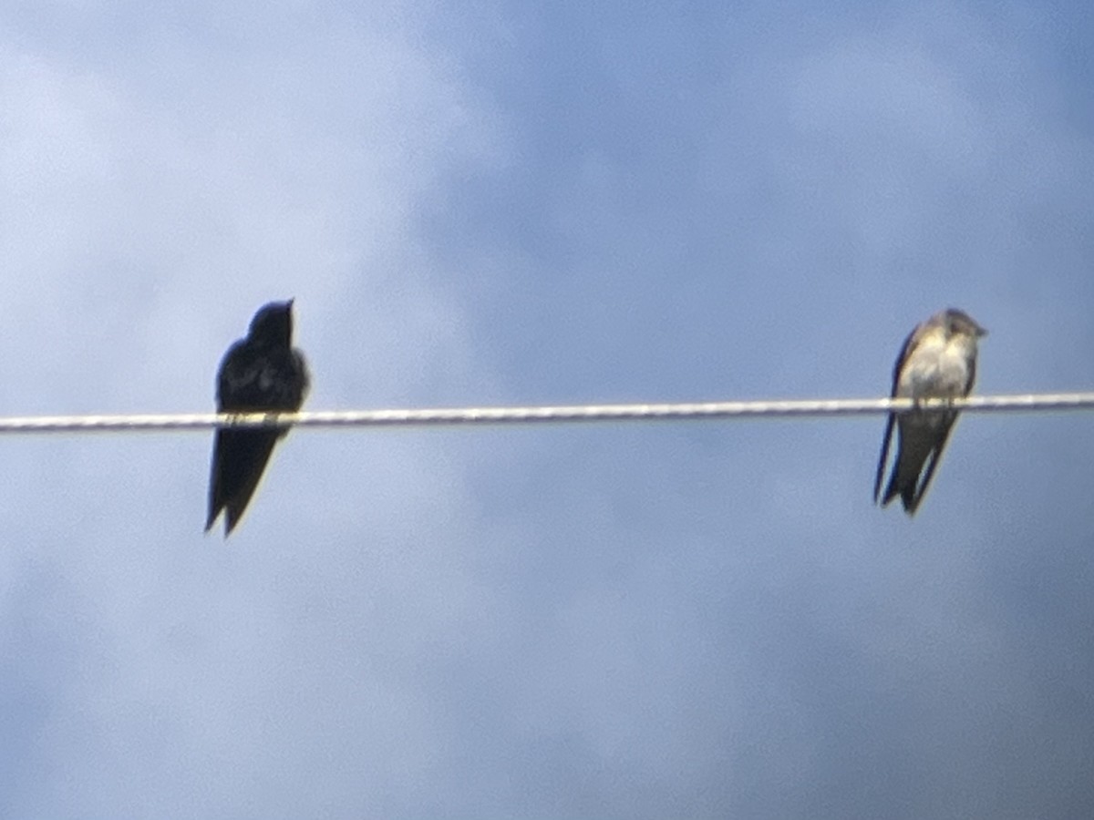 Purple Martin - Kenny Frisch