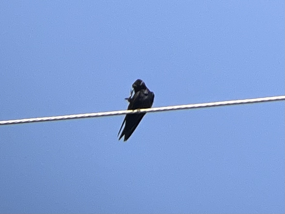 Purple Martin - ML622482277