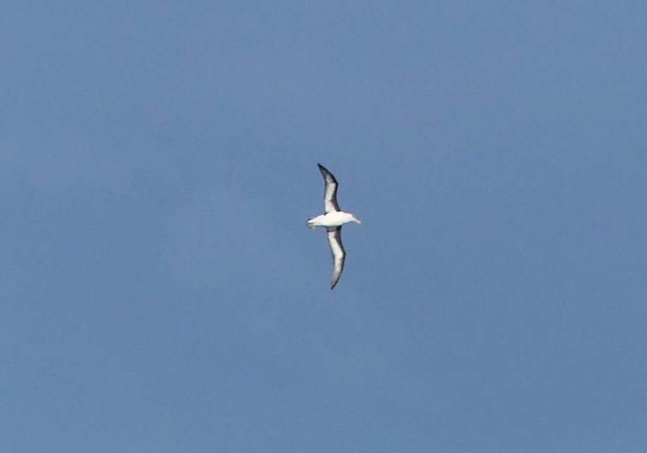 Black-browed Albatross - ML622482301