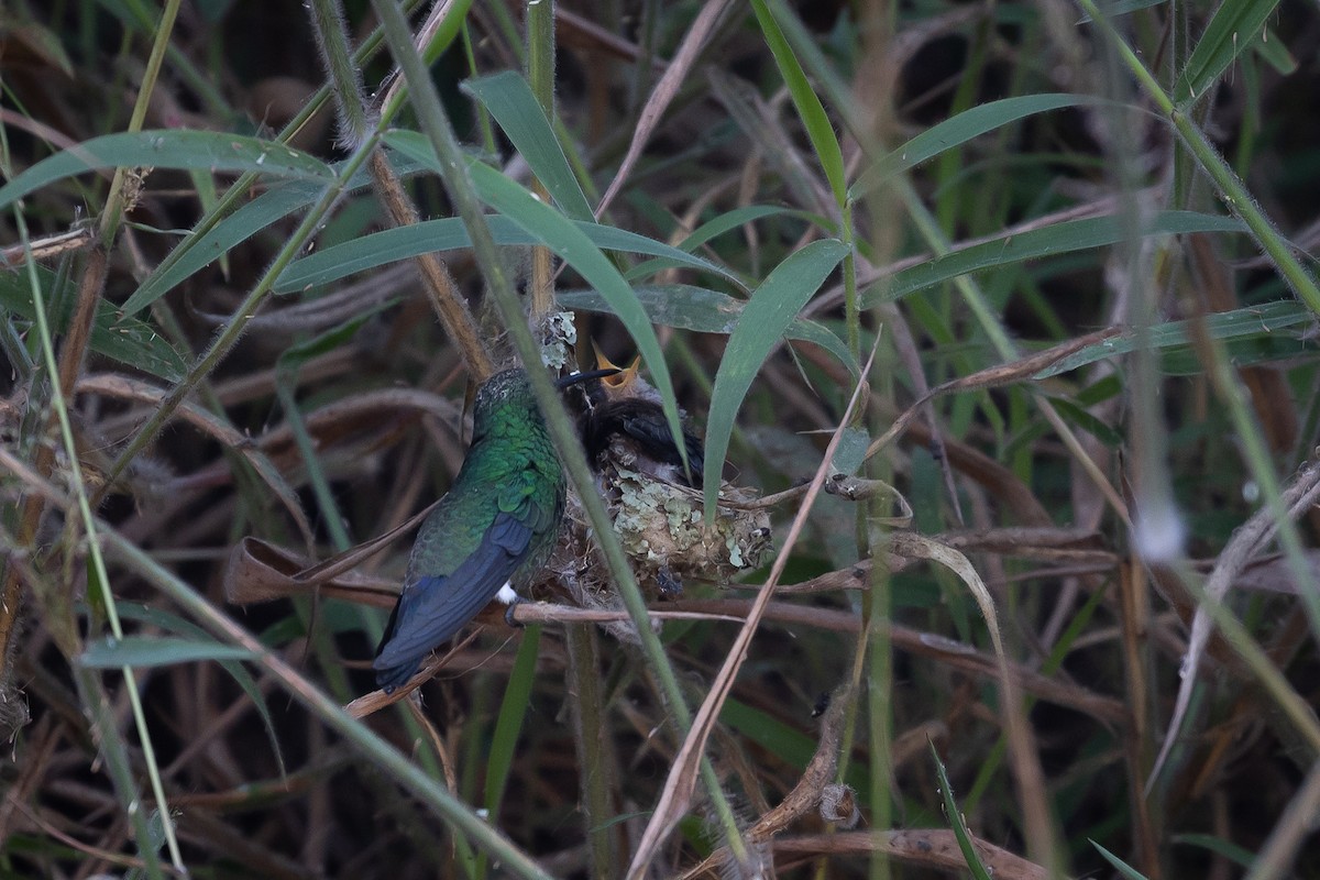 Steely-vented Hummingbird - ML622482309