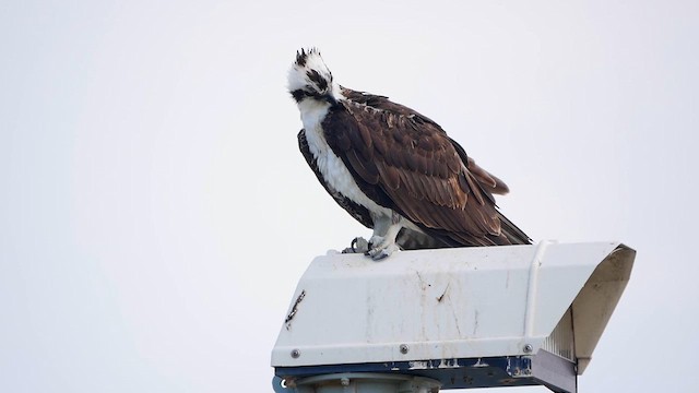 Balbuzard pêcheur - ML622482359