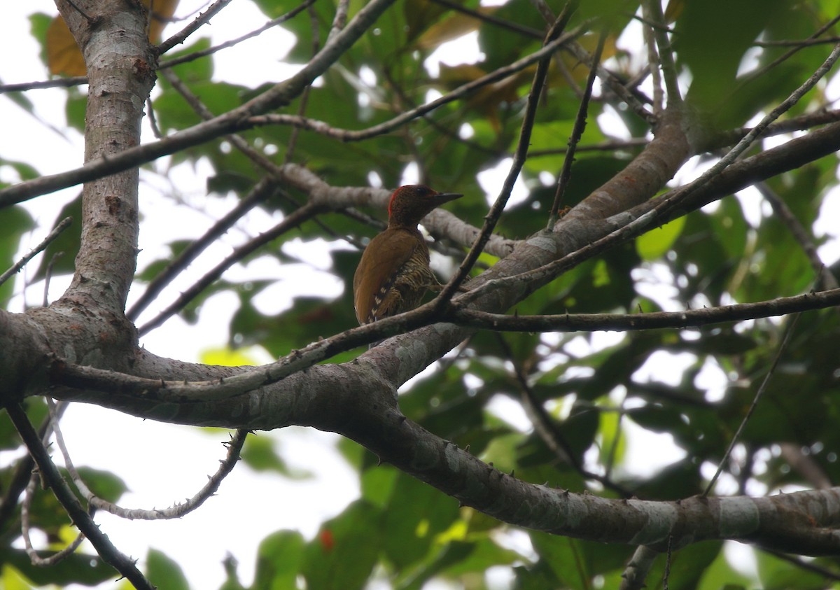 Pito de Guinea - ML622482381