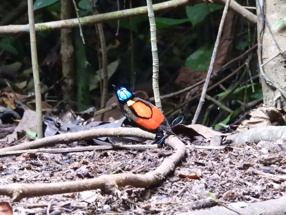 Wilson's Bird-of-Paradise - ML622482384