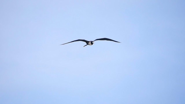 Magnificent Frigatebird - ML622482453