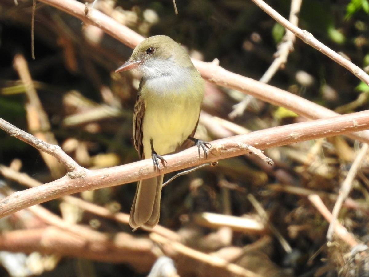 Swainson's Flycatcher - ML622482503