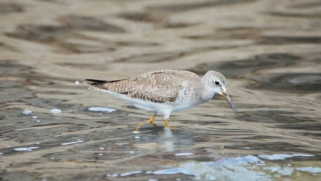 コキアシシギ - ML622482512