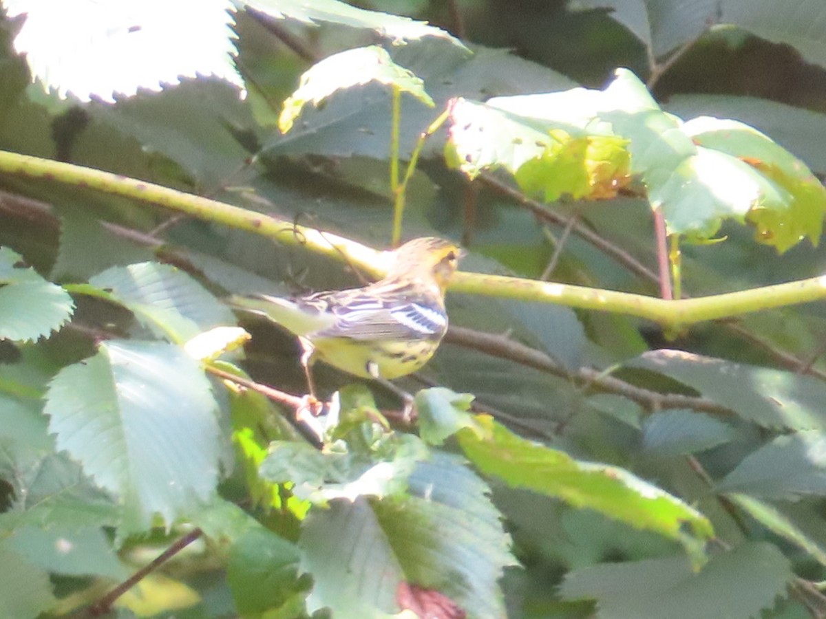 Blackburnian Warbler - ML622482562