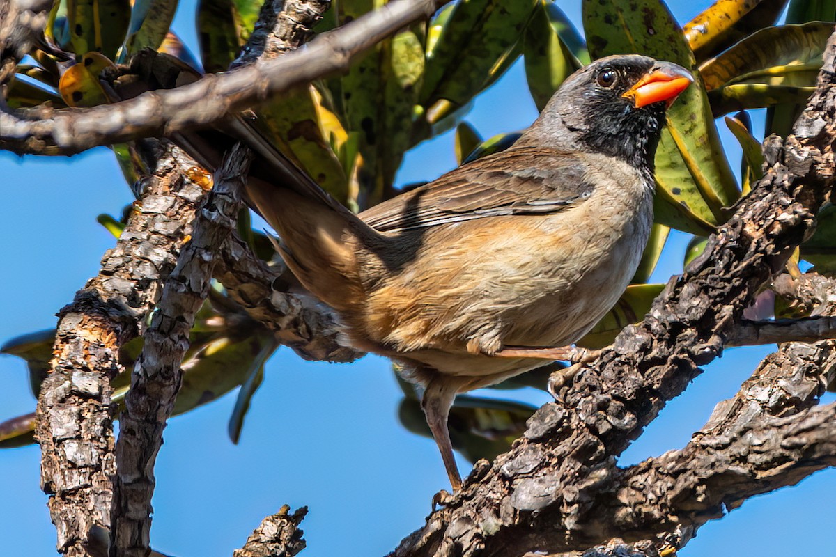 Black-throated Saltator - ML622482816