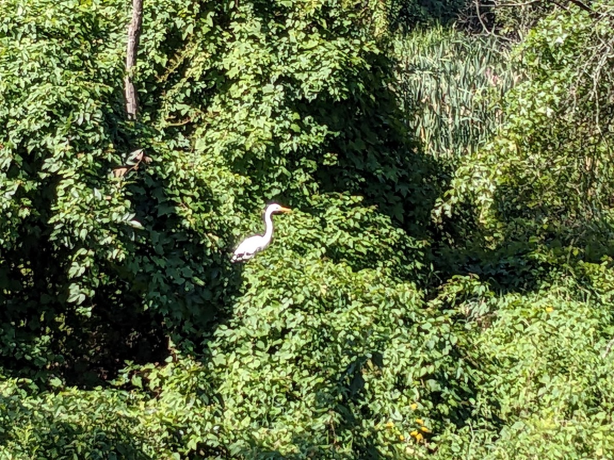 Great Egret - ML622482856