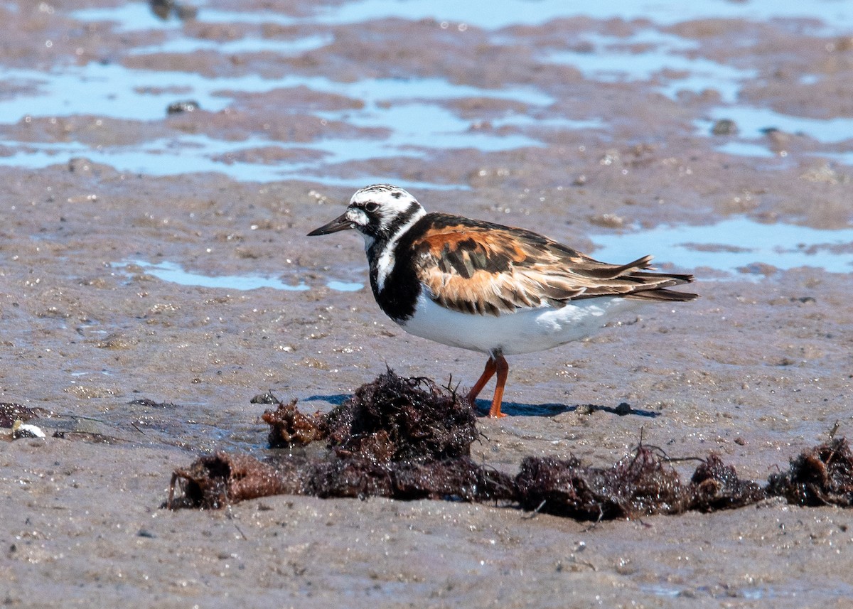 Ruddy Turnstone - Dennis Elder