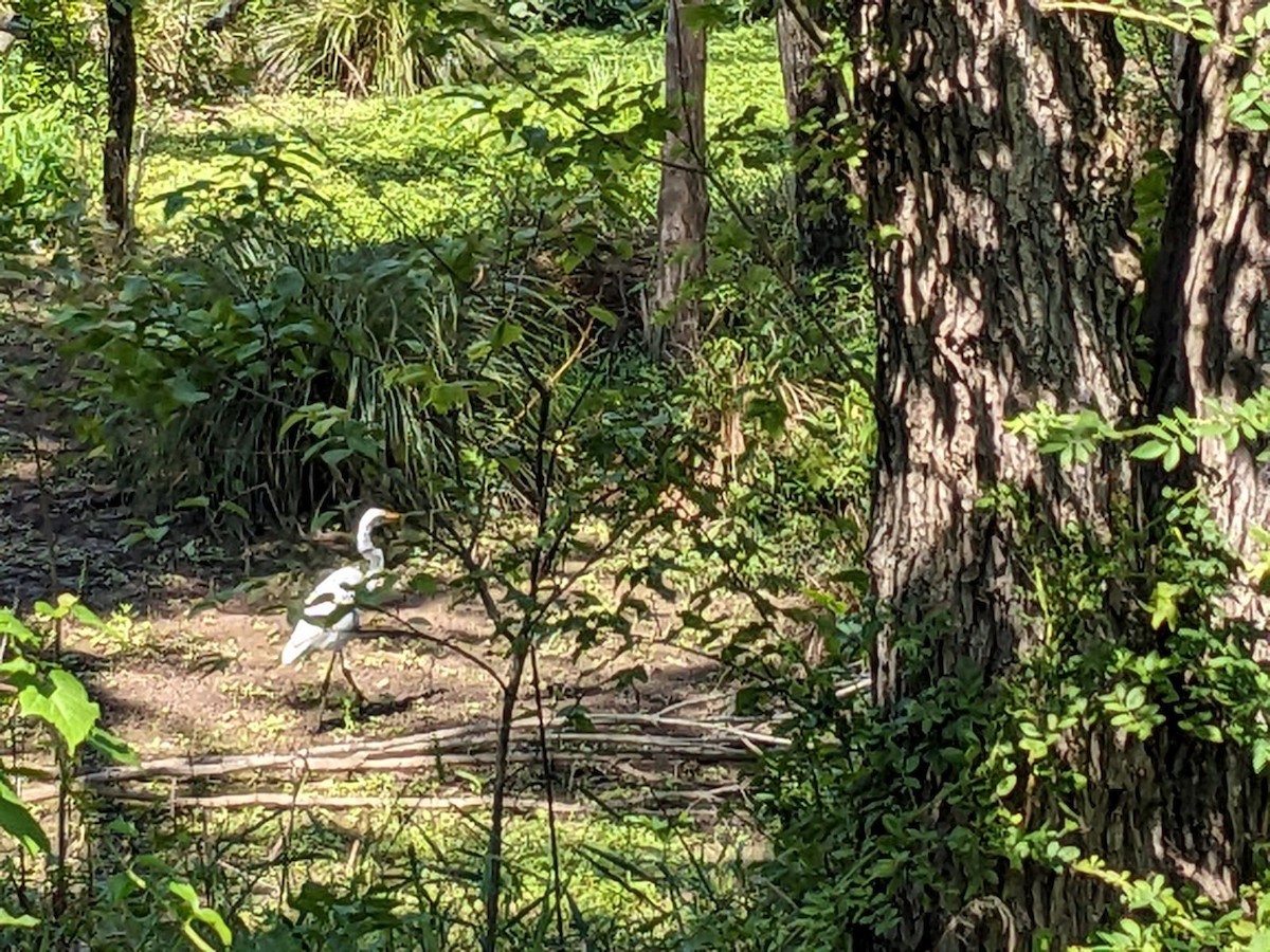 Great Egret - ML622482860