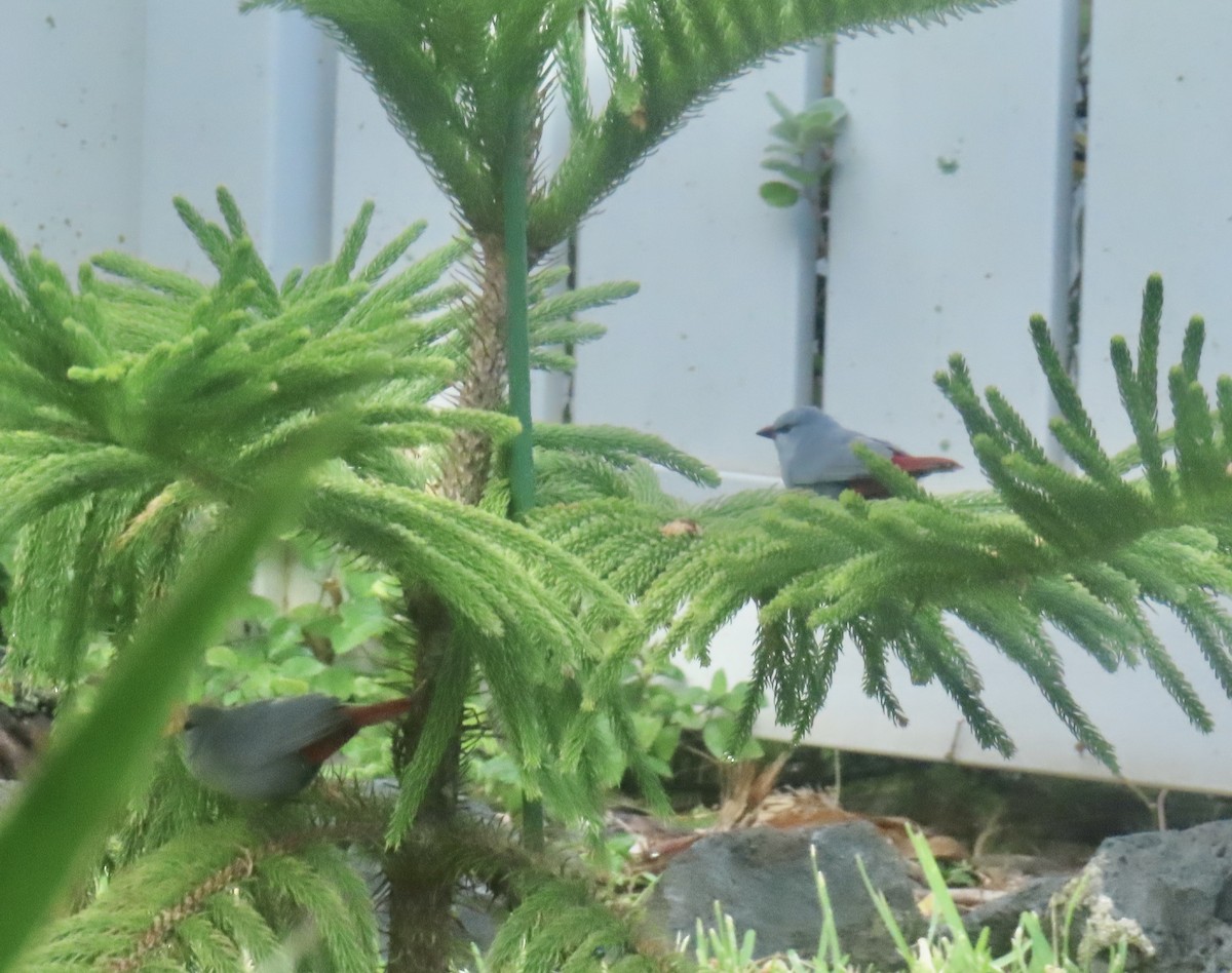 Lavender Waxbill - Kyle Edwards