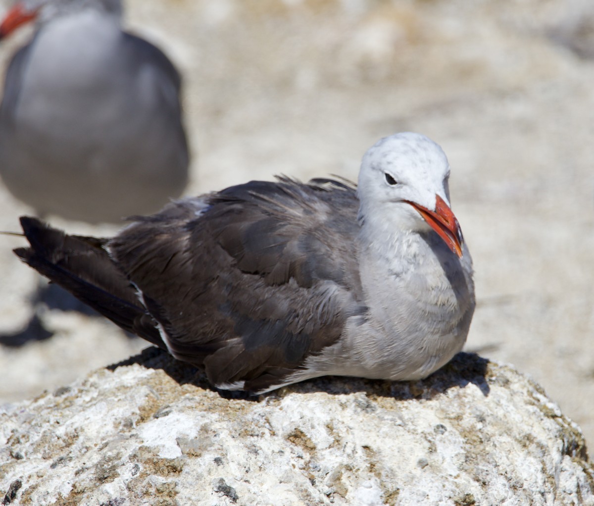 Heermann's Gull - ML622482996