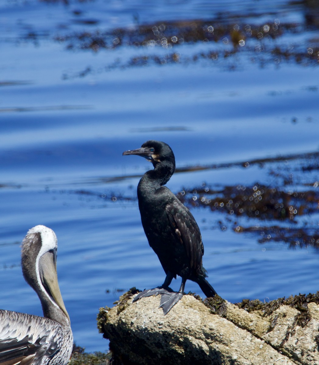 Brandt's Cormorant - ML622483010