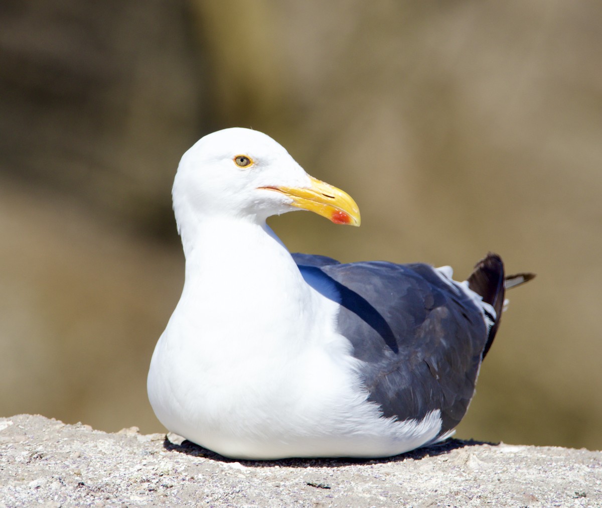 Western Gull - ML622483021