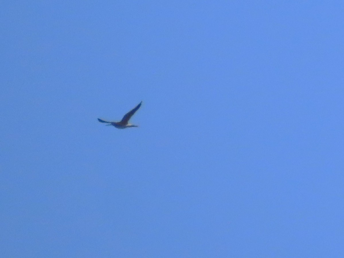 Greater Yellowlegs - ML622483105