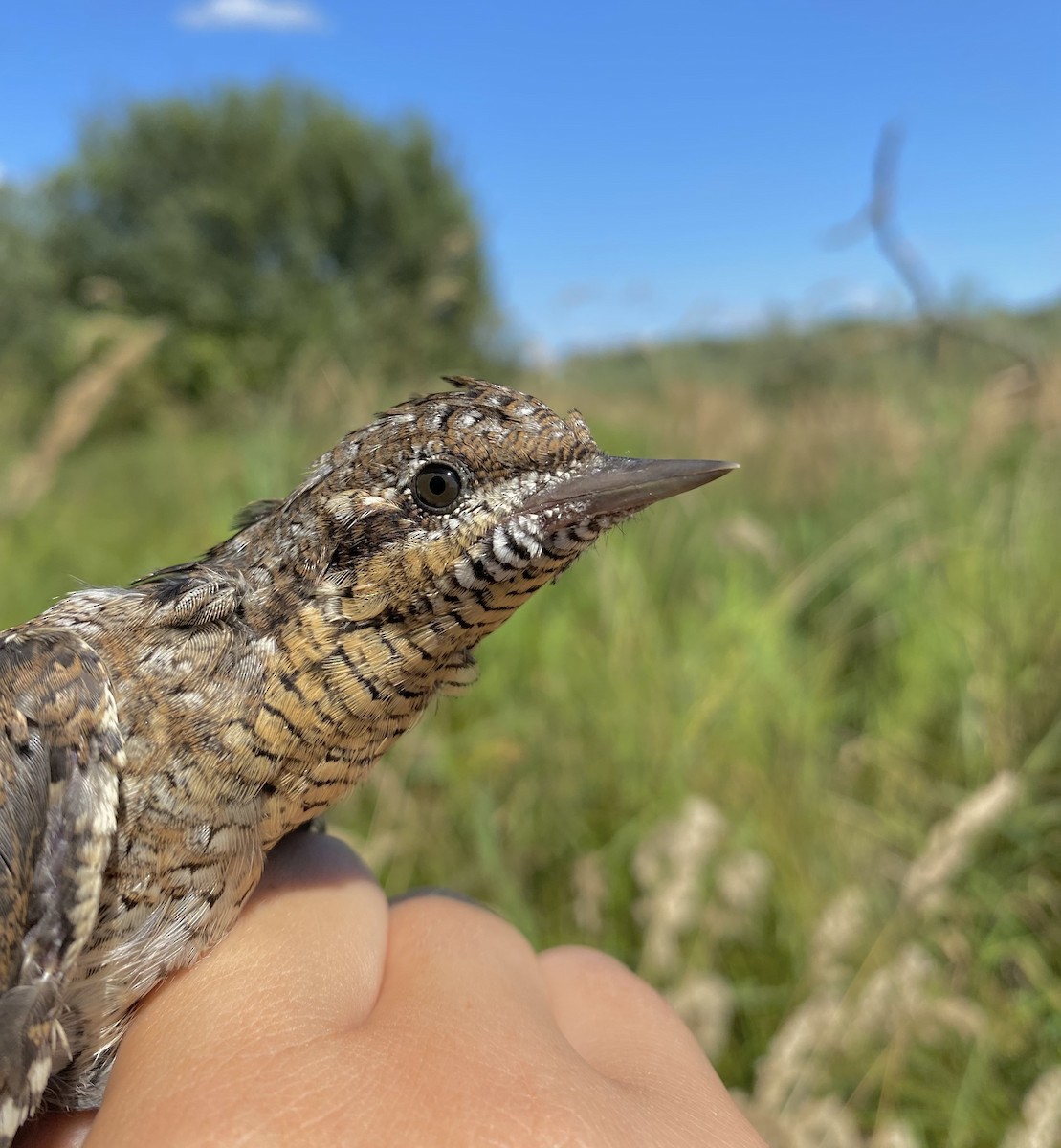 Eurasian Wryneck - Eliza Konarzewska