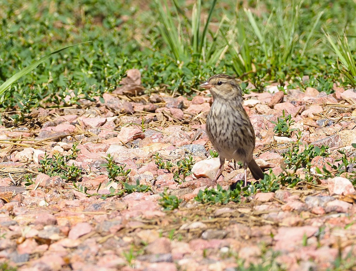 Chipping Sparrow - ML622483162
