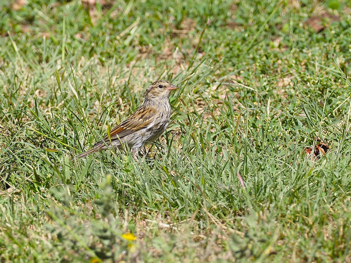 Chipping Sparrow - ML622483163