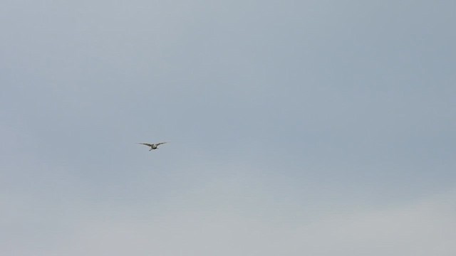 Thick-billed Longspur - ML622483218