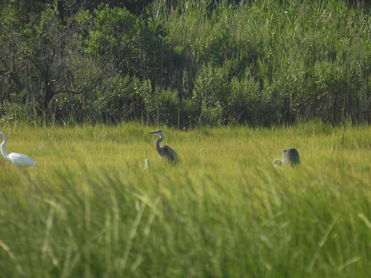 Great Blue Heron - ML622483220