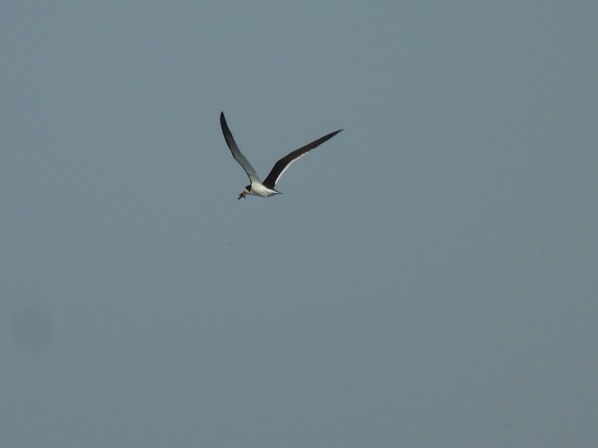 Black Skimmer - ML622483320