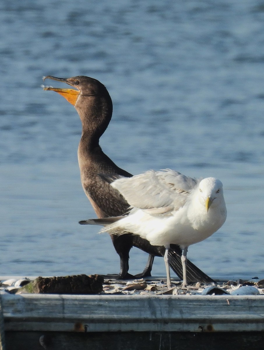 Double-crested Cormorant - ML622483326