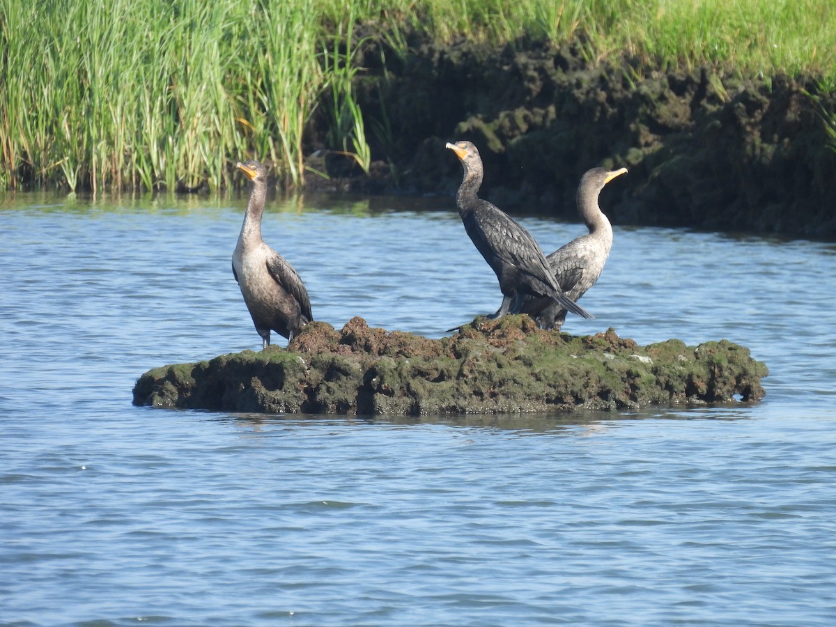 Double-crested Cormorant - ML622483327