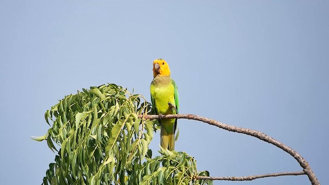 チャノドインコ - ML622483353