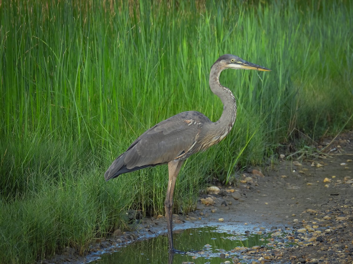 Great Blue Heron - ML622483411