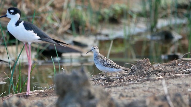 アメリカウズラシギ - ML622483460