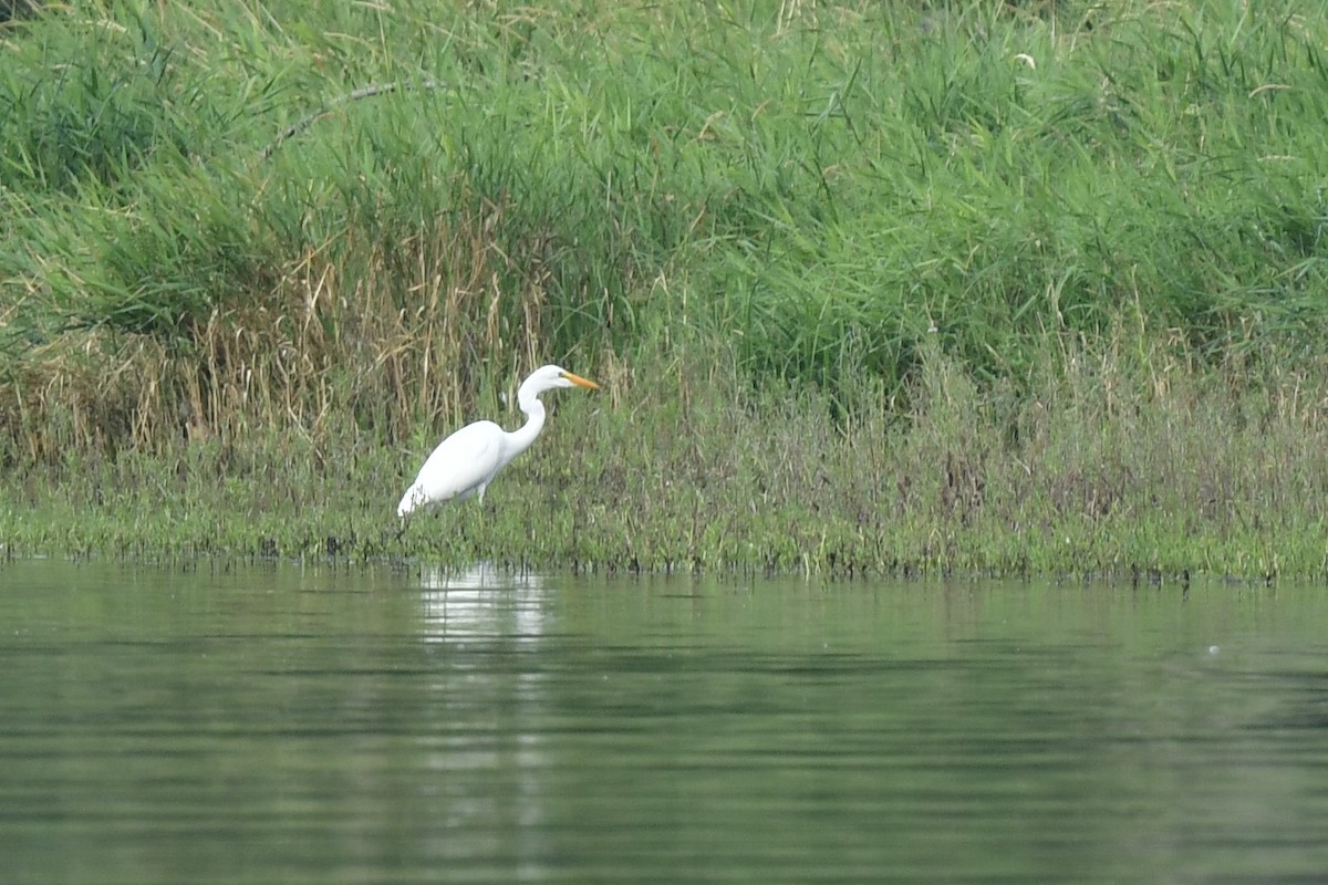 Great Egret - ML622483511