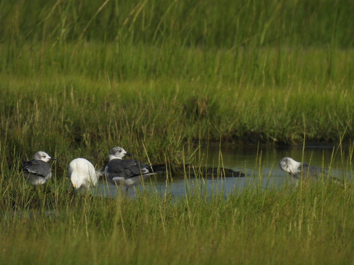 Laughing Gull - ML622483514