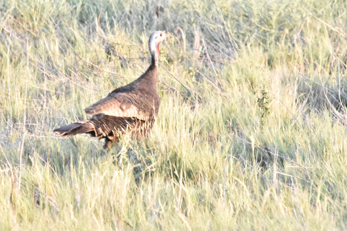 Guajolote Gallipavo - ML622483548