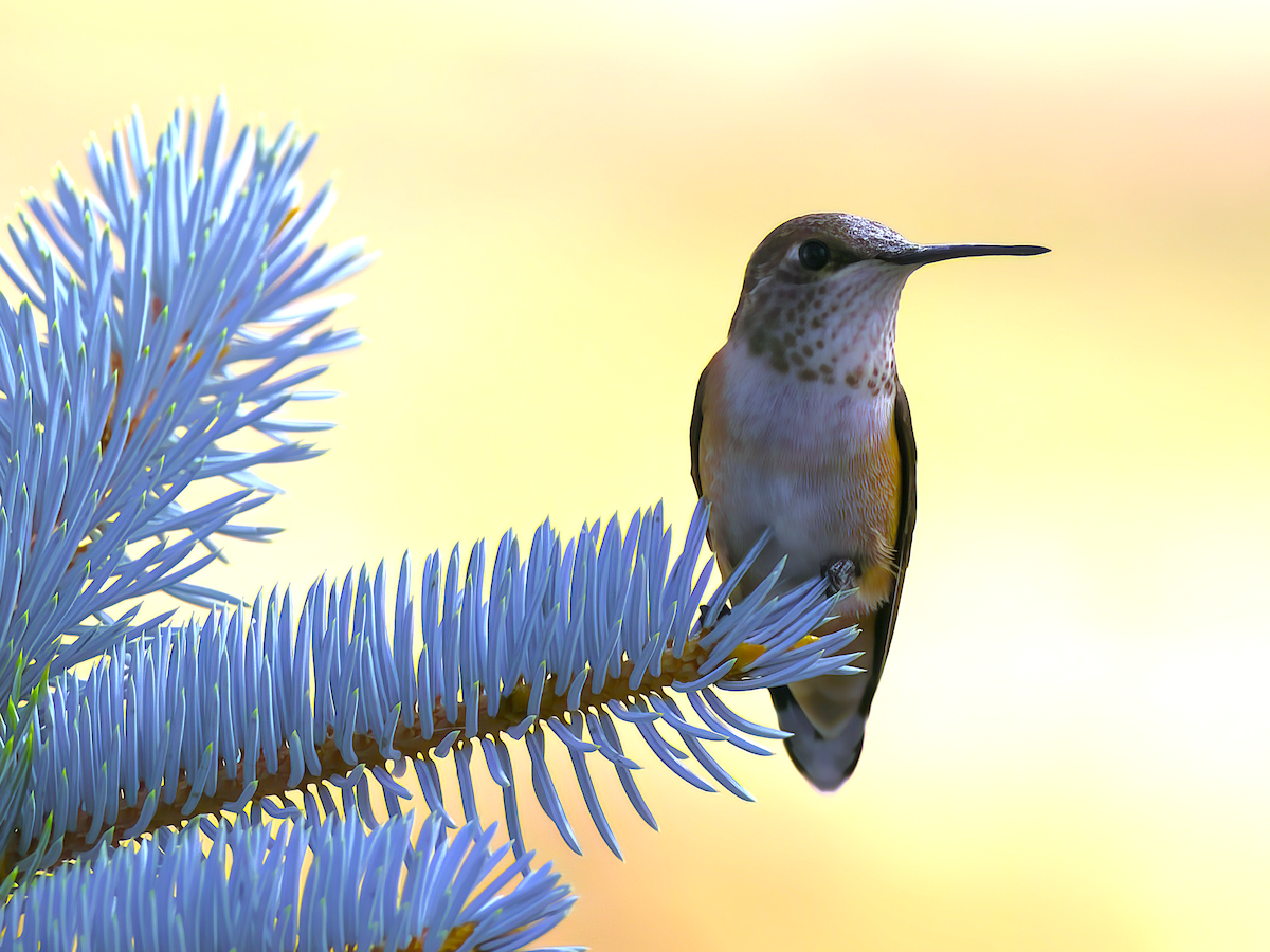 Rufous Hummingbird - ML622483555