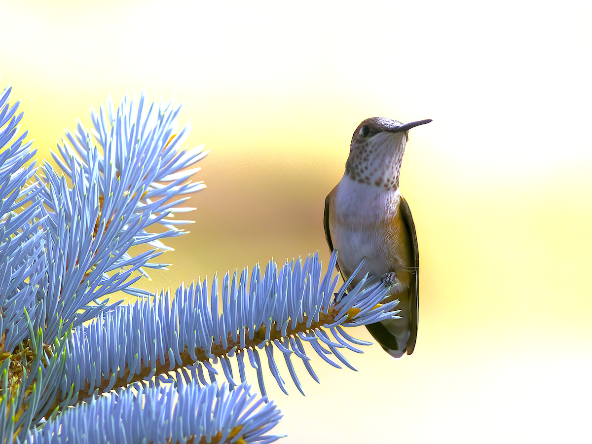 Rufous Hummingbird - ML622483568