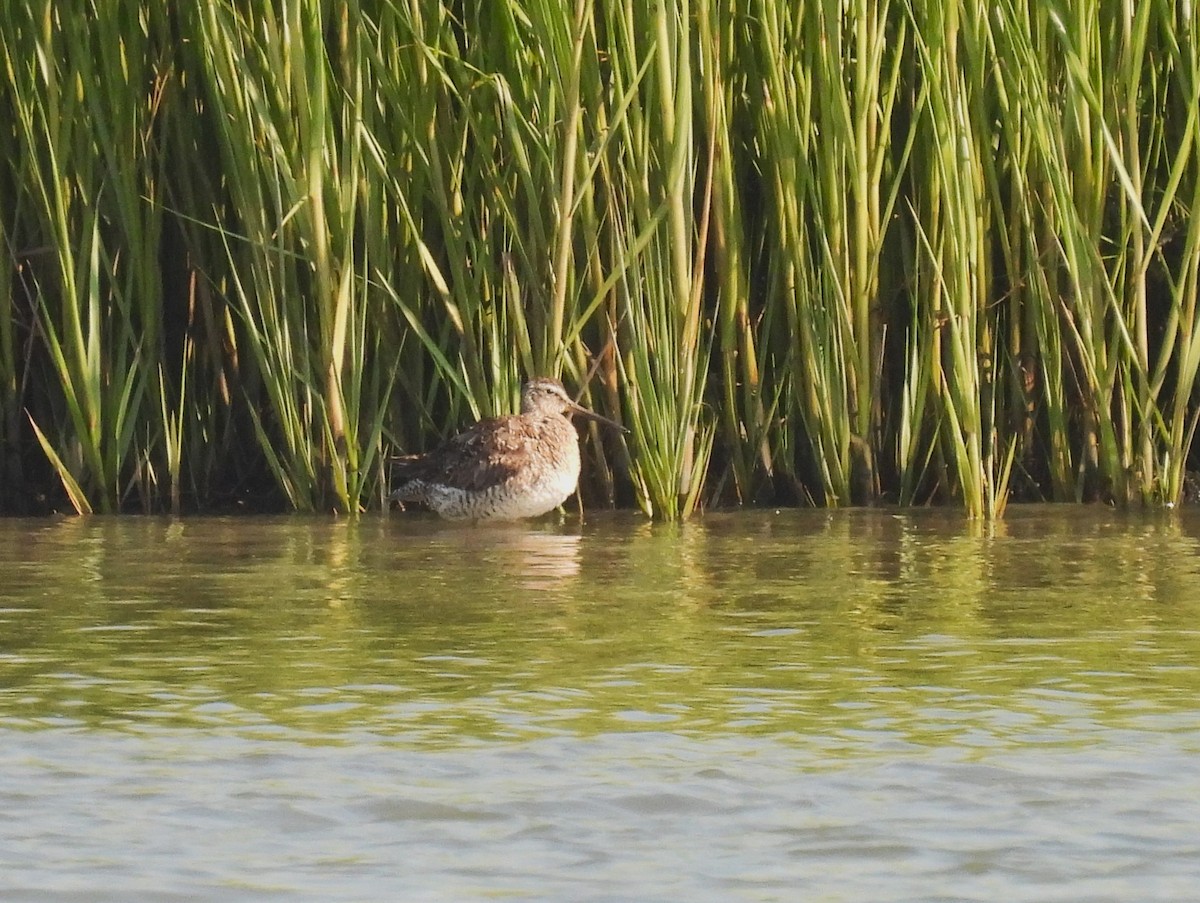 Short-billed Dowitcher - ML622483702